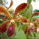 Kuching-Orchid-Park