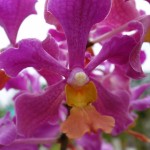 Kuching-Orchid-Park