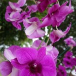 Kuching-Orchid-Park