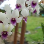 Kuching-Orchid-Park