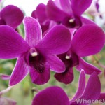 Kuching-Orchid-Park