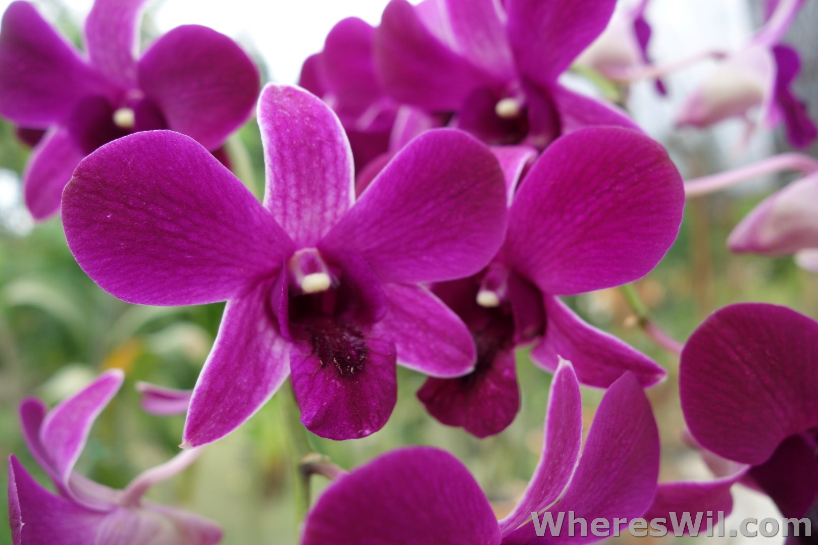 Kuching-Orchid-Park