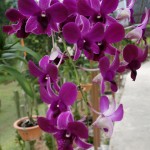 Kuching-Orchid-Park