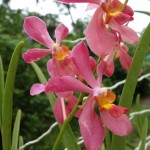 Kuching-Orchid-Park