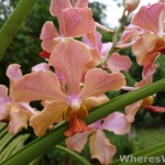 Kuching-Orchid-Park
