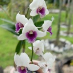 Kuching-Orchid-Park