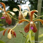Kuching-Orchid-Park