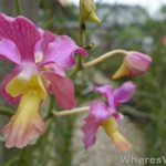 Kuching-Orchid-Park