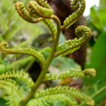 Kuching-Orchid-Park-fern